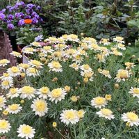 バラ,マーガレット,ボンザマーガレットレモンイエロー,鉢植え,多年草の画像