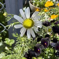 カモミール,ワスレナグサ,ジャーマンカモミール,寄せ植え,鉢植えの画像