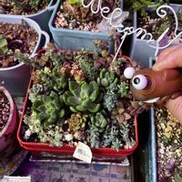 小米星,プロストラーツス,リプサリス キルベルギー,草原のうさぎ,セダム畑❣️の画像