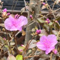 シラー,ヒヤシンス,福寿草,小さな幸せ,優しい気持ちの画像