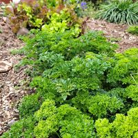 パセリ,種まきから育てる,ガーデンレタスミックス,春到来,小さな庭の画像