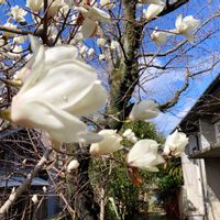 ハクモクレン,ハクモクレン,散歩の写真の画像