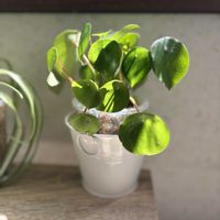 オリヅルラン,ピレア・ペペロミオイデス,観葉植物,出窓,グリーンのある暮らしの画像