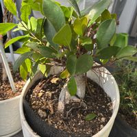 ガジュマル,100均,成長記録,バルコニー/ベランダの画像