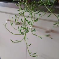 多肉植物,観葉植物,一輪挿し,花のある暮らし,みどりのある暮らしの画像