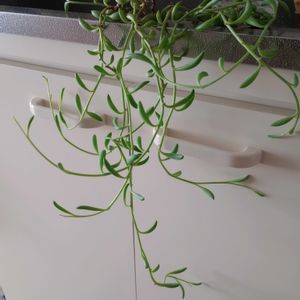 多肉植物,観葉植物,一輪挿し,花のある暮らし,みどりのある暮らしの画像