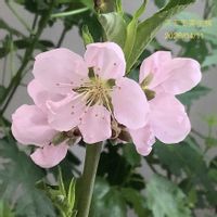 スモモ,モモ,白鳳,プラム,ハリウッドの画像