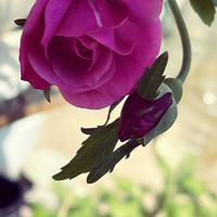 バラ,植物中毒,お花は癒し,被災地にエールを…。,お家園芸の画像