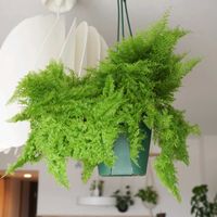 ネフロレピス マリサ,ネフロレピス マリサ,ネフロレピス,観葉植物,室内組の画像