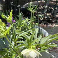 アネモネ,クリスマスローズ,お花,お庭,白・しろ・ホワイトの画像