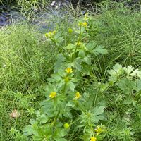 キツネノボタンの画像