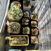 サボテン,水草・アヌビアスナナ,ビオトープ,水草・ドワーフフロッグピットの画像