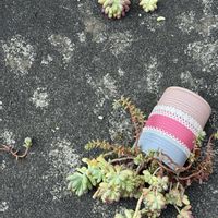 乙女心,パープルヘイズ,多肉植物,強風,多肉植物のある暮らしの画像