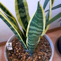 サンスベリアの画像