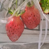 ブルーベリー,ラズベリー,植物のある暮らし,いちご 章姫,テラスの画像