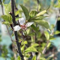 ユスラウメの画像