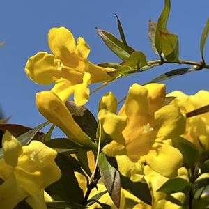 オダマキ,オダマキ,カロライナジャスミン,スパラキシス,スパラキシスの画像