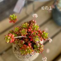 ウスネオイデス,虹の玉,Tillandsia Usneoides ,多肉植物,多肉植物のある暮らしの画像