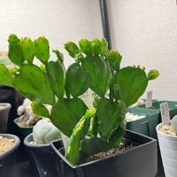 サボテン,ウチワサボテン,サボテンのある暮らしの画像