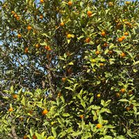 キンカンの画像