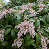 馬酔木(アセビ）,石楠花（シャクナゲ）,大人の着せ替え人形,お散歩ちゃんキーホルダー,浜松市緑化推進センター みどり～なの画像