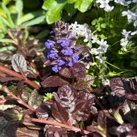 アジュガ,バラ,ワイルドストロベリー,ラナンキュラス・ラックス アリアドネ,ラナンキュラス　ラックスの画像