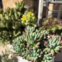 乙女心,乙女心,多肉植物 寄せ植え,多肉  地植え花壇,寄せ植えの画像