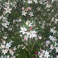 サザンクロスの画像