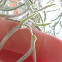 ウスネオイデス,エアープランツ/チランジアの画像