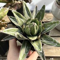 アガベ　笹の雪の画像