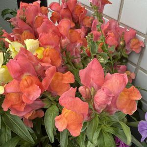 キンギョソウ,キンギョソウ,ベランダガーデニング,バルコニーガーデニング,ベランダの画像