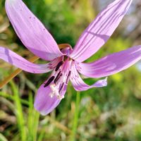 カタクリ,セリバヒエンソウ,ヒエンソウ(飛燕草),ムラサキサギゴケ？,山野草の画像