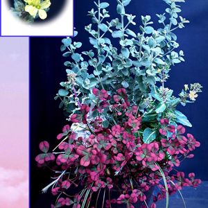 バロータ,カレックス エヴェレスト,クローバーティント・ワイン,ハボタン　ラブポーション　ブラッシカ,ハボタン　ラブポーション　ブラッシカの画像