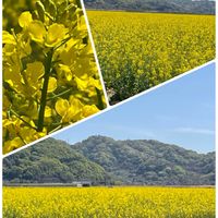 アジサイ,コキア,ムクゲ,菜の花,アナベルの画像