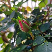 薔薇,薔薇,鉢植え,復興祈願,蕾の画像