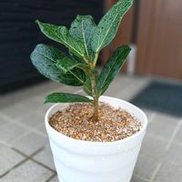 フィカス ベンガレンシスの画像