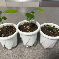 ライム,ライム,観葉植物,実生,おうち園芸の画像