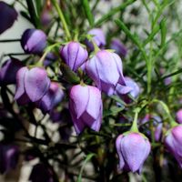 ボロニア ヘテロフィラ,コンテナガーデン,キュンキュン乙女倶楽部,青い花マニア,キュンキュン乙女倶楽部No190の画像