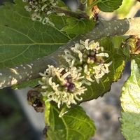 山椒,マルベリー,くわのみ（マルベリー）の画像