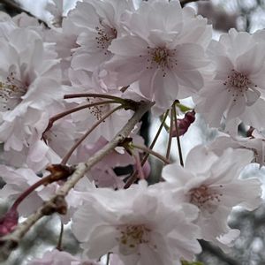 地植え,花のある暮らし,綺麗,お出かけ先にて,さくら 桜 サクラの画像