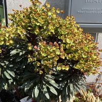 ユーフォルビア ブラックバード,庭の宿根草,草マルチ,雑草庭,小さな庭の画像