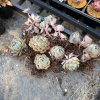 ピュアラブ,多肉植物,葉挿し,エケベリア属,放置苗の画像
