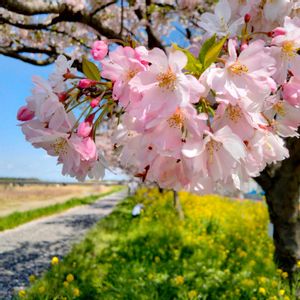 サクラ,桜 思川,思川桜,思川桜,オモイガワザクラの画像