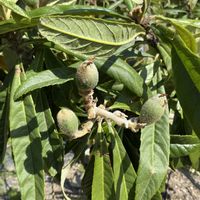 枇杷,管理作業,幼い果実,家庭菜園の画像