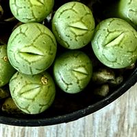 清姫,多肉植物,観葉植物,コノフィツム属の画像