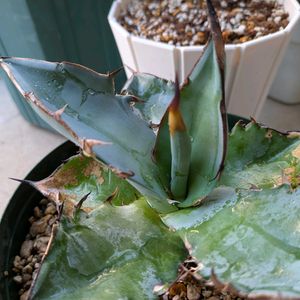 アガベ,アガベ,斑入りヤブラン,アガベ チタノタ,アガベチタノタブルーの画像