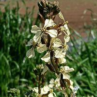 ルッコラの画像