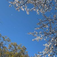 アオキ,アセビ,サクラ,サクラ,タケの画像