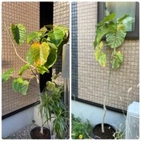 ウンベラータの画像