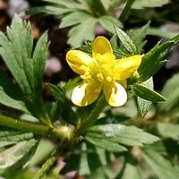 キツネノボタンの画像